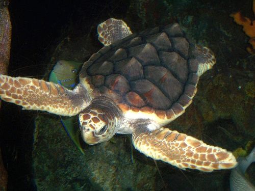facts about Loggerhead Turtles