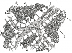 Facts about Lymph Nodes