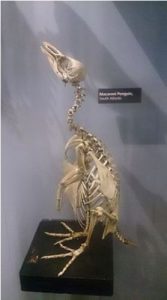 Facts about Macaroni penguins