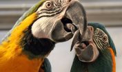 Facts about Macaws