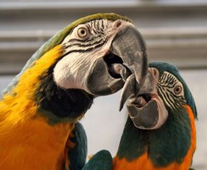 Facts about Macaws