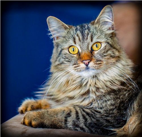 Facts about Maine Coon Cats