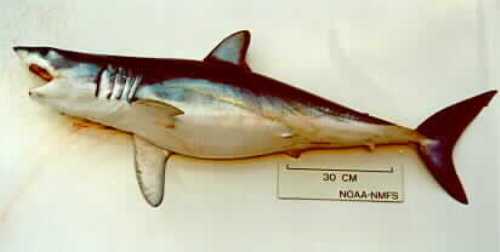 Facts about Mako Sharks
