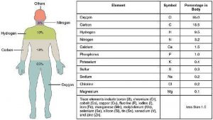 Facts about Male Body