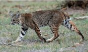 Facts about lynx