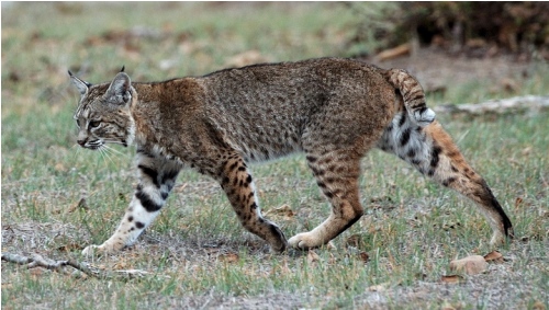 Facts about lynx
