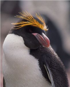 Macaroni penguin Pic