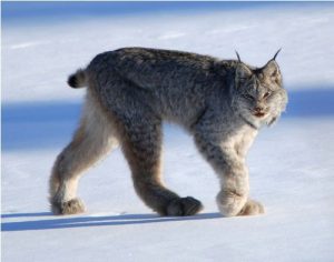 lynx Pictures