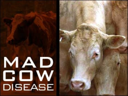 mad cow disease facts