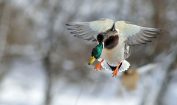 Facts about Mallard Ducks