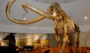Facts about Mammoths