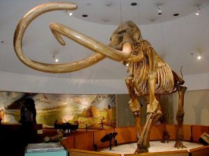 Facts about Mammoths