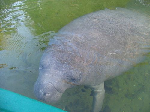 Facts about Manatees