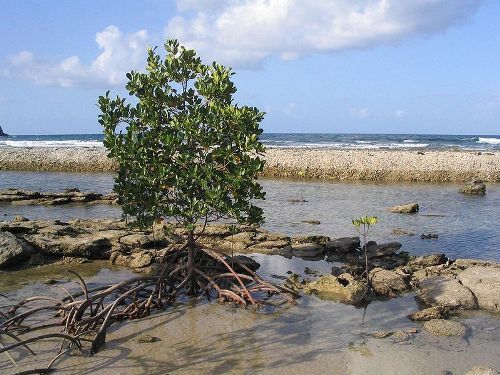 Facts about Mangrove Trees
