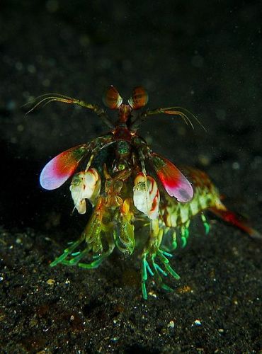 Facts about Mantis Shrimp