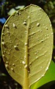 Mangrove Trees Facts