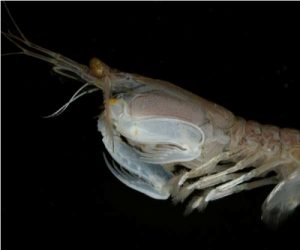 Mantis Shrimp