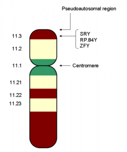 Male Reproductive System Image