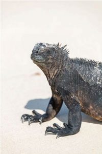 facts about Marine Iguanas