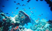 Facts about Marine Biome