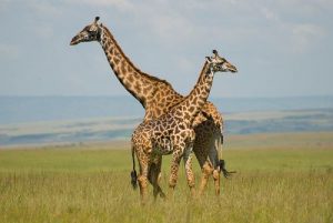 Facts about Masai Mara
