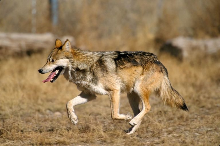 10 Fun Facts About Mexican Wolves Less Known Facts